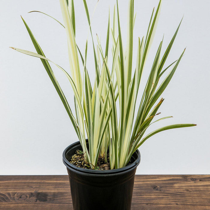 Iris ensata 'Variegata'  - Variegated Japanese Iris - Shipped