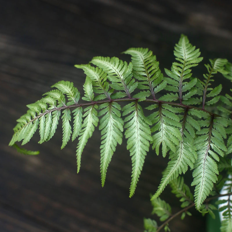 Japanese Painted Fern - Shipped