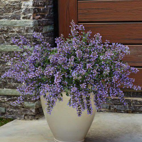 Cat's Meow Catmint - Shipped