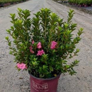 Rhododendron ‘Roblec’  - Encore® Autumn Carnation™ Azalea - Shipped