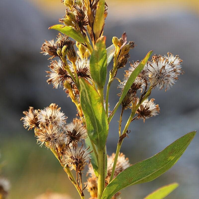Solidago sempervirens  - Seaside Goldenrod - Shipped