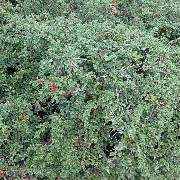 Cotoneaster apiculatus  - Cranberry Cotoneaster - Shipped