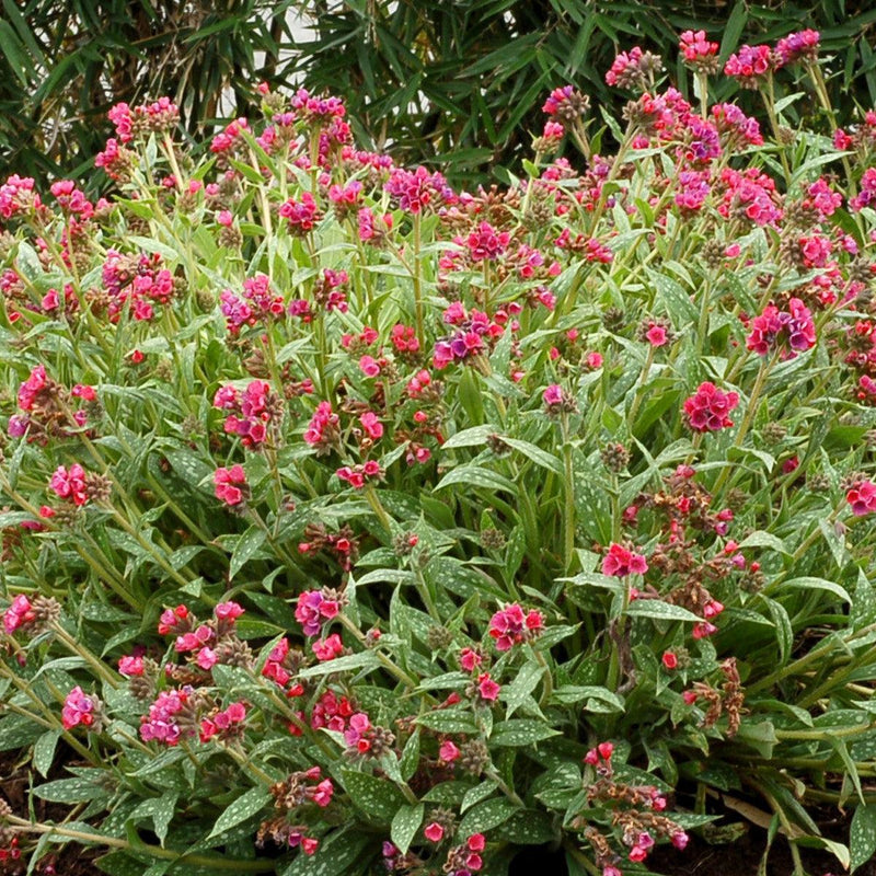 Raspberry Splash Lungwort - Shipped