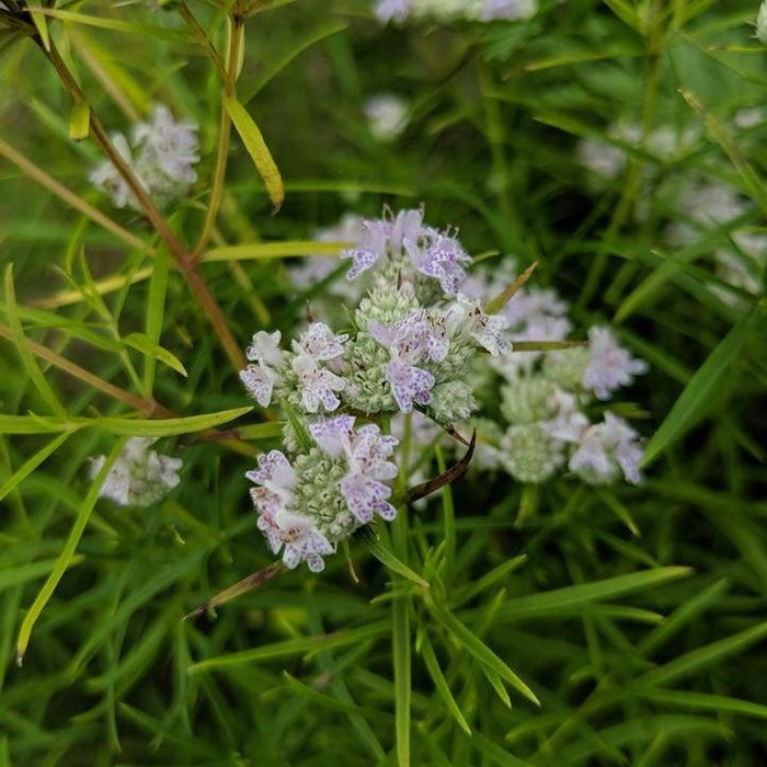 Pycnanthemum tenuifolium  - Slender Mountainmint - Shipped