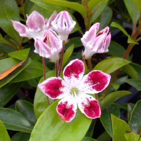 Kalmia latifolia 'Galaxy'  - Galaxy Mountain Laurel - Shipped