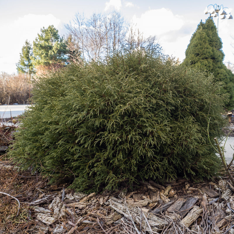 Mr. Bowling Ball® Arborvitae - Shipped