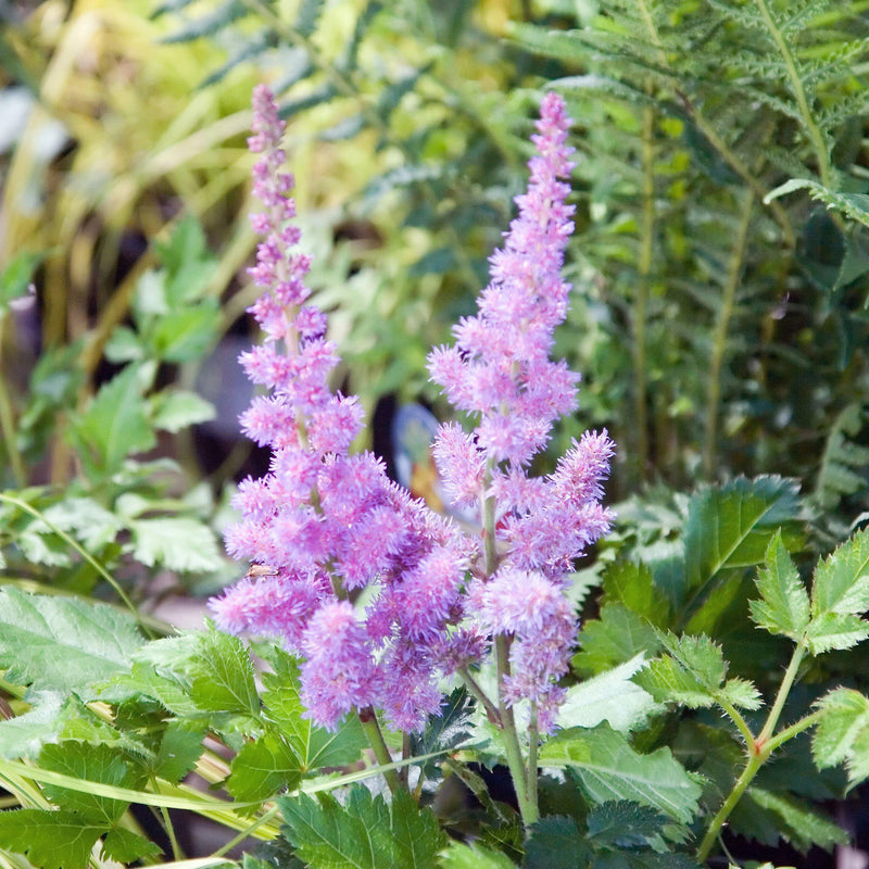 Visions Chinese Astilbe, False Goat's Beard - Shipped