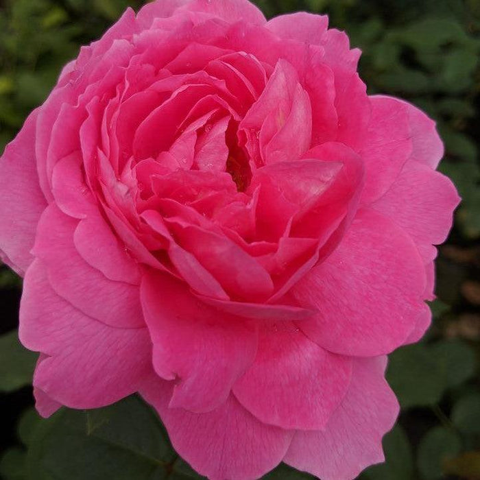 Rosa 'LIMformosa'  - True Inspiration Rose - Shipped