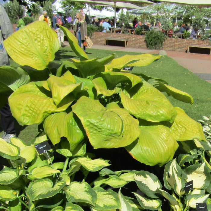Hosta 'Sum and Substance'  - Sum and Substance Hosta - Shipped