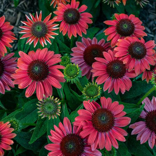 PW® Summersong™ Firefinch™ Coneflower - Shipped