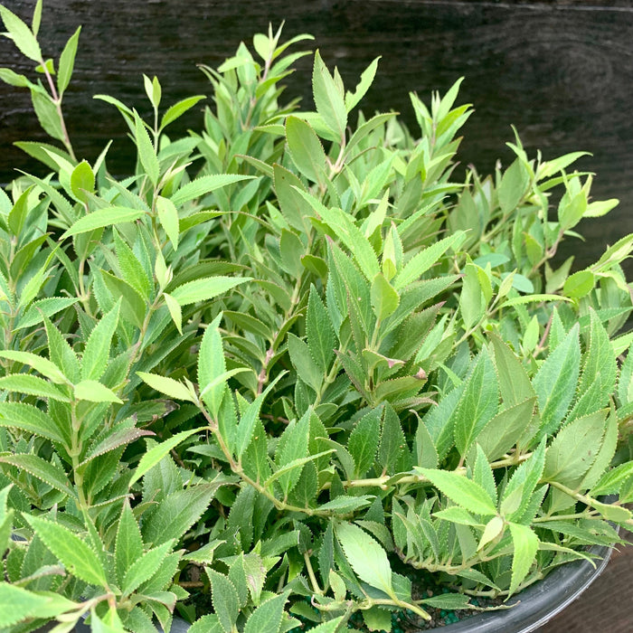 Dwarf Nikko Deutzia - Shipped