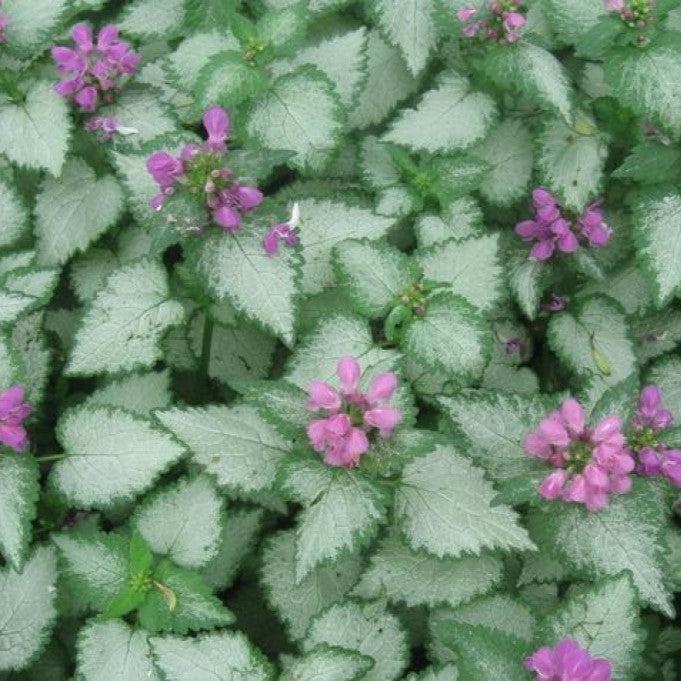 Orchid Frost Deadnettle - Shipped