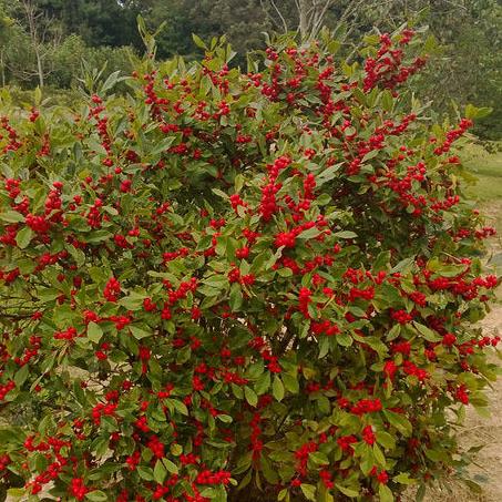 Holly (Ilex verticillata) Little Goblin® Red -  Shipped