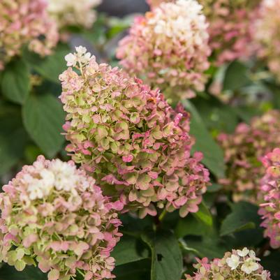 HYDRANGEA PAN. `LITTLE HOTTIE` - In Store Pickup