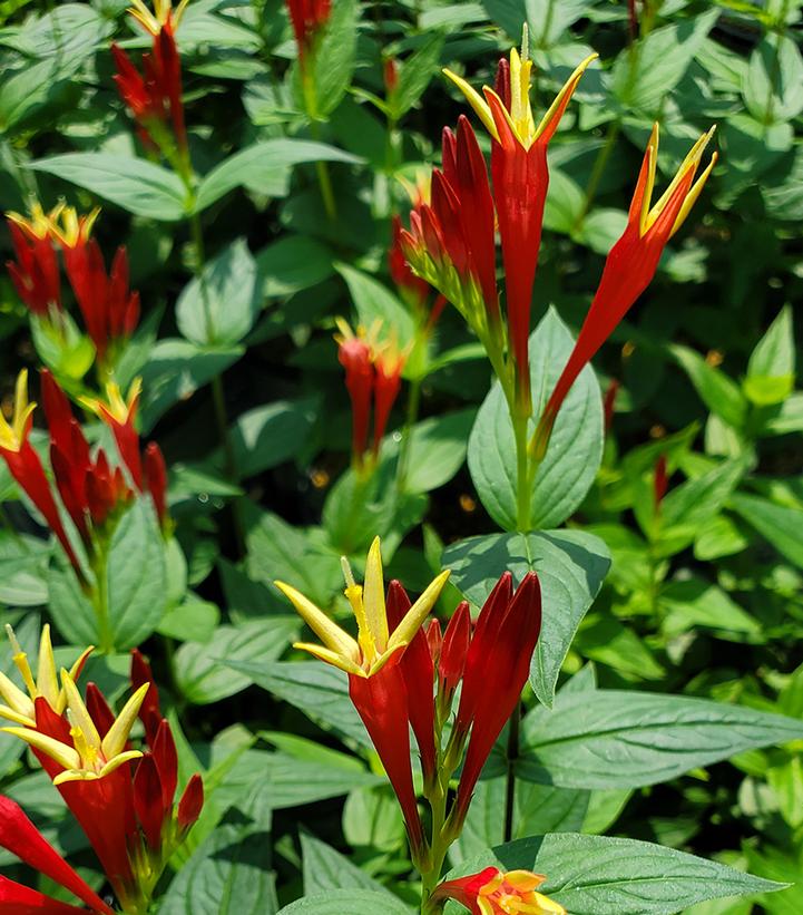 INDIAN PINK (SPIGELIA MARILANDICA) 'LITTLE RED HEAD'- In Store Pickup