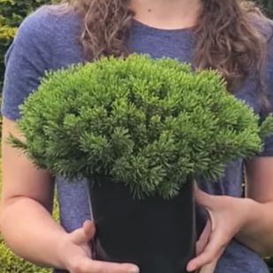 Slowmound Mugo Pine - Shipped