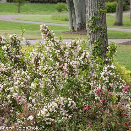 Sonic Bloom® Pearl Weigela - Shipped