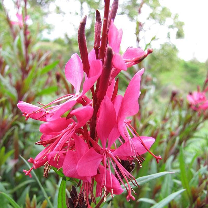 Gaura lindheimeri 'Kleau 04263'  - Belleza™ Dark Pink Gaura - Shipped