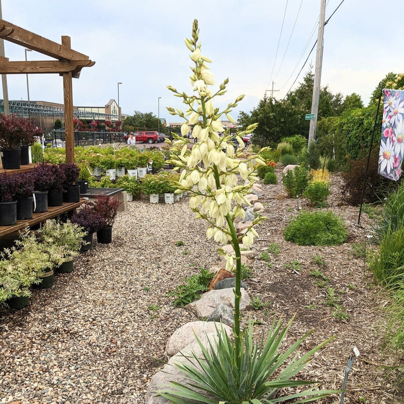 Excalibur Yucca - Shipped