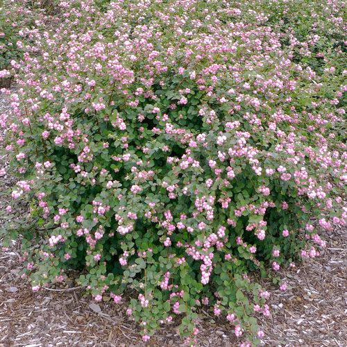 Proud Berry® Coralberry - Shipped