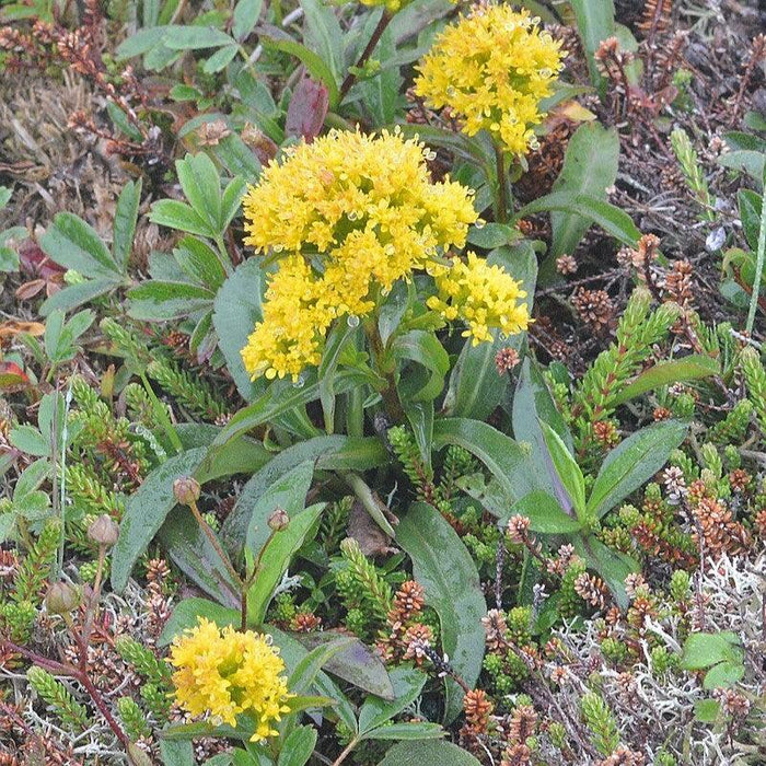 Solidago sempervirens  - Seaside Goldenrod - Shipped