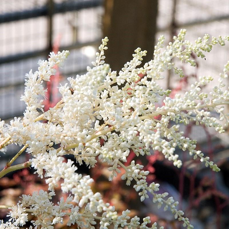 Bridal Veil Astilbe - Shipped