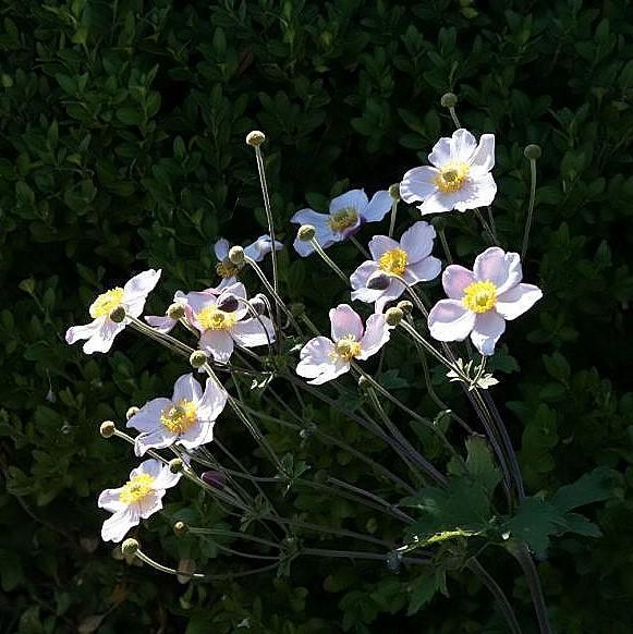 Anemone hupensis 'September Charm'  - September Charm Anemone - Shipped