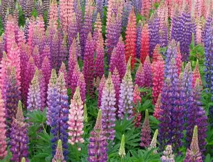 Spring Perennials - In Store
