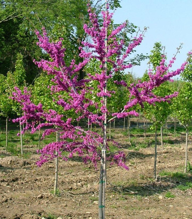 EASTERN REDBUD (CERCIS CANADENSIS) `Luscious lavender™` - In Store Pickup