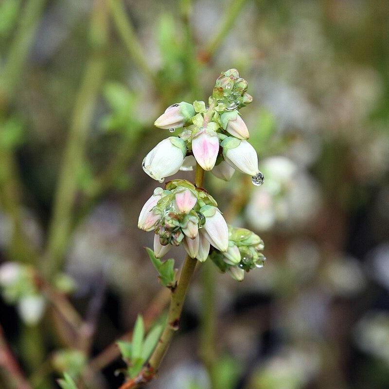 Bluecrop Highbush Blueberry - Shipped