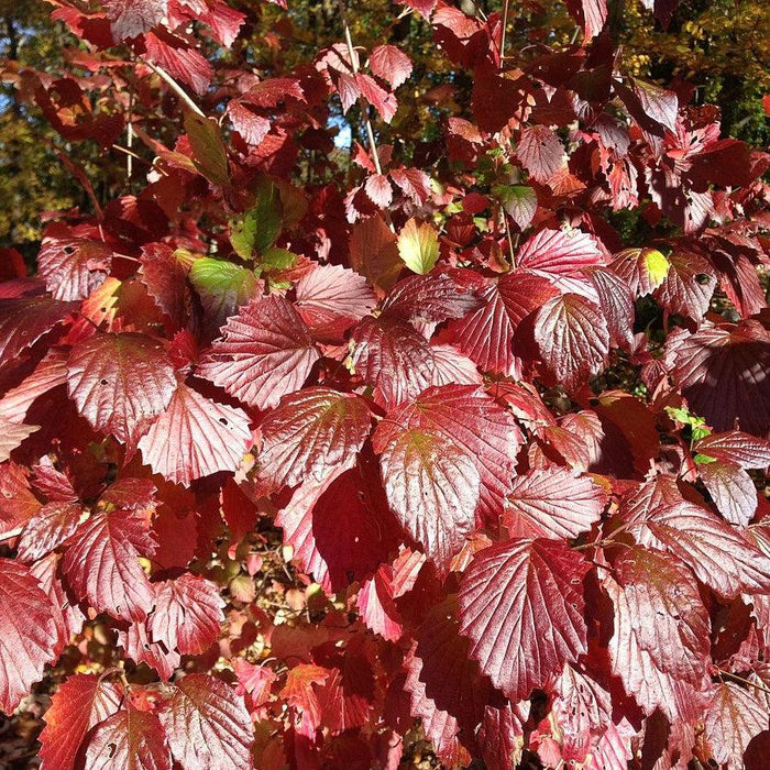 Blue Blaze™ Viburnum - Shipped