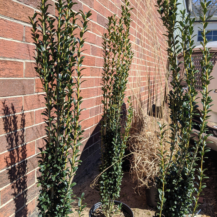 Ilex crenata 'Sky Pencil'  - Sky Pencil Japanese Holly - Shipped