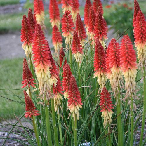 Kniphofia 'Rocket's Red Glare'  - PW® Pyromania® Rocket's Red Glare Red Hot Poker, Torch Lily - Shipped
