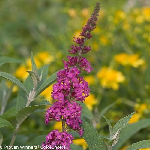 Buddleia 'Miss Ruby' PP19,950  - Miss Ruby Butterfly Bush - Shipped