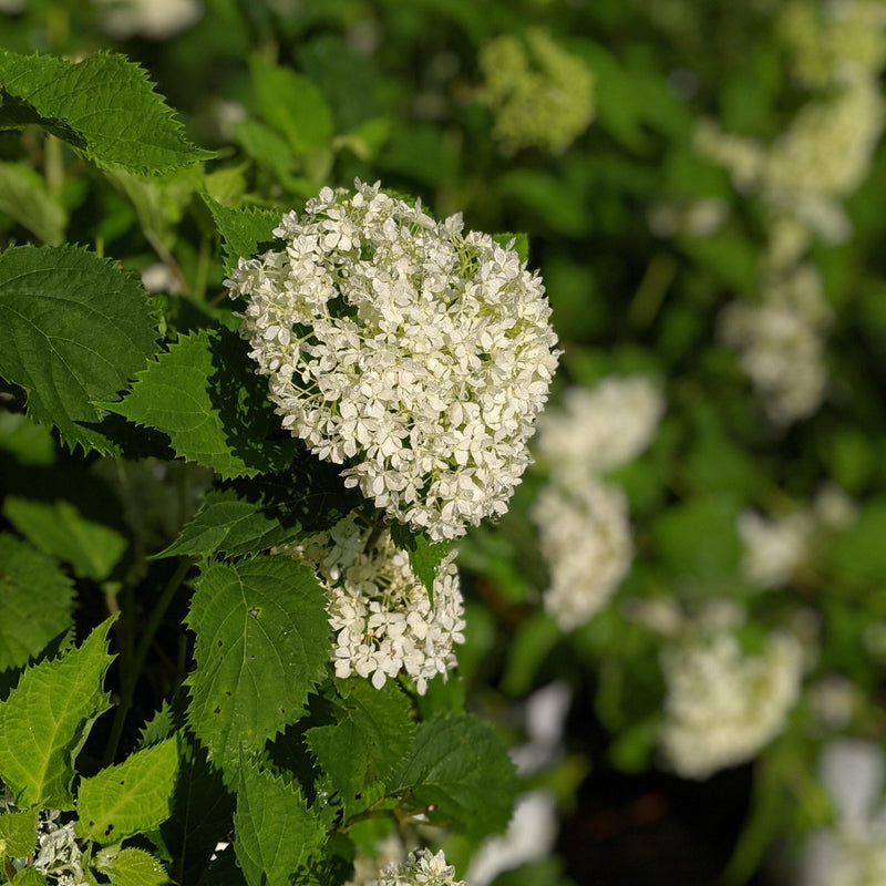 Invincibelle® Limetta Smooth Hydrangea - Shipped