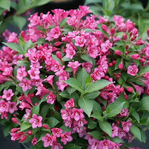 Snippet® Dark Pink Weigela - Shipped