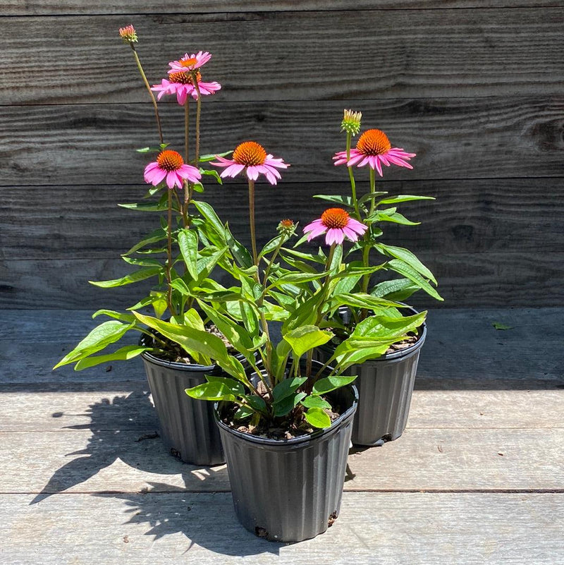 Magnus Echinacea, Coneflower - Shipped