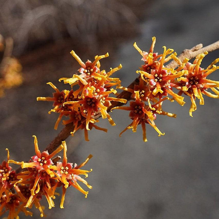 Hamamelis vernalis  - Ozark Witch Hazel - Shipped