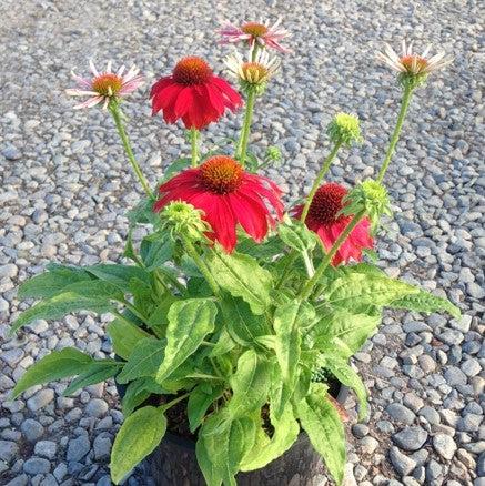 Echinacea x 'Balsomsed' PP23105  - Sombrero® Salsa Red Coneflower - Shipped