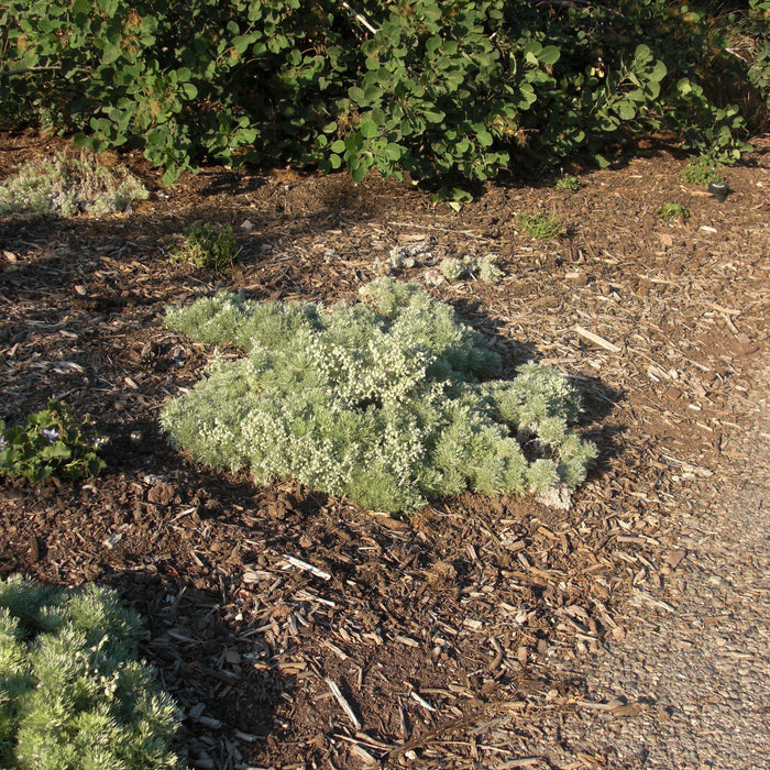 Silver Mound Wormwood, Ghost Plant - Shipped