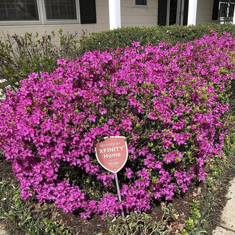 Girard's Fuchsia Azalea - Shipped