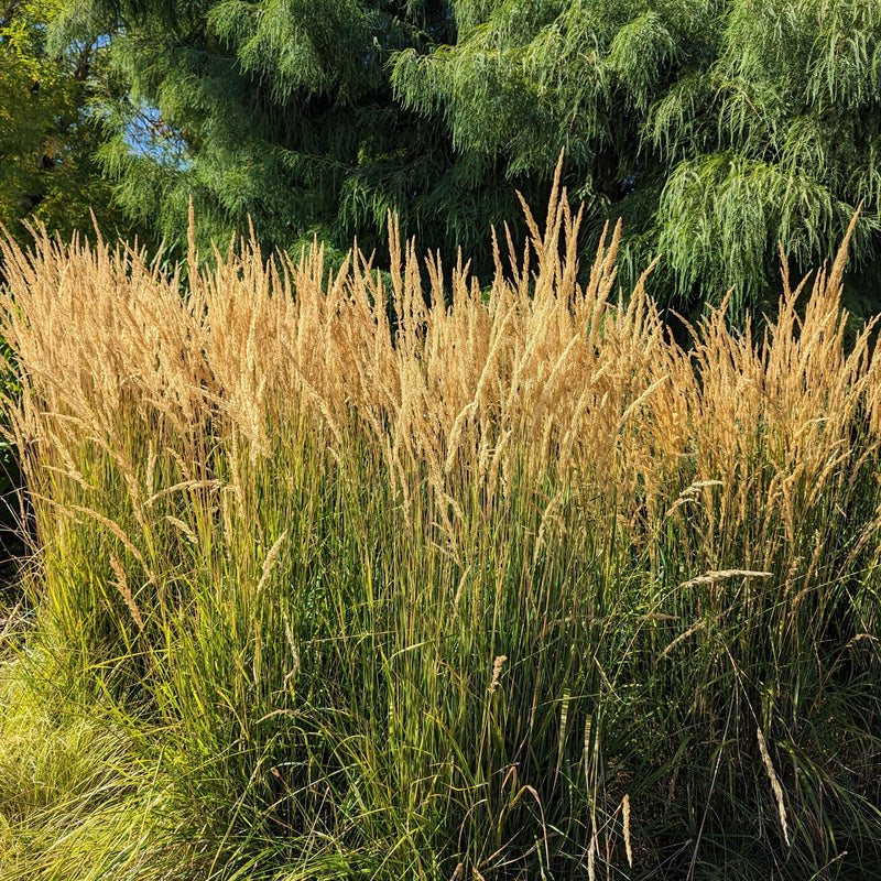Karl Foerster's Feather Reed Grass - Shipped