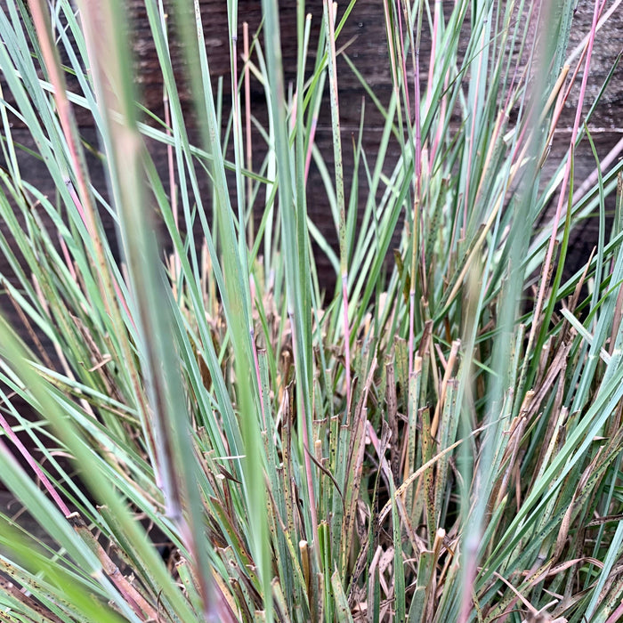 Schizachyrium scoparium 'The Blues'  - The Blues Little Bluestem - Shipped