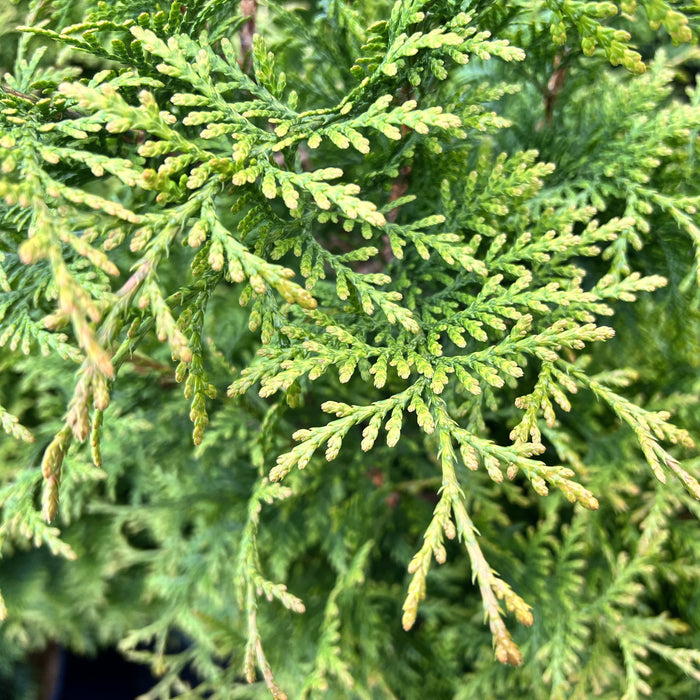 Thuja occidentalis 'Junior Giant'  - Junior Giant Arborvitae - Shipped