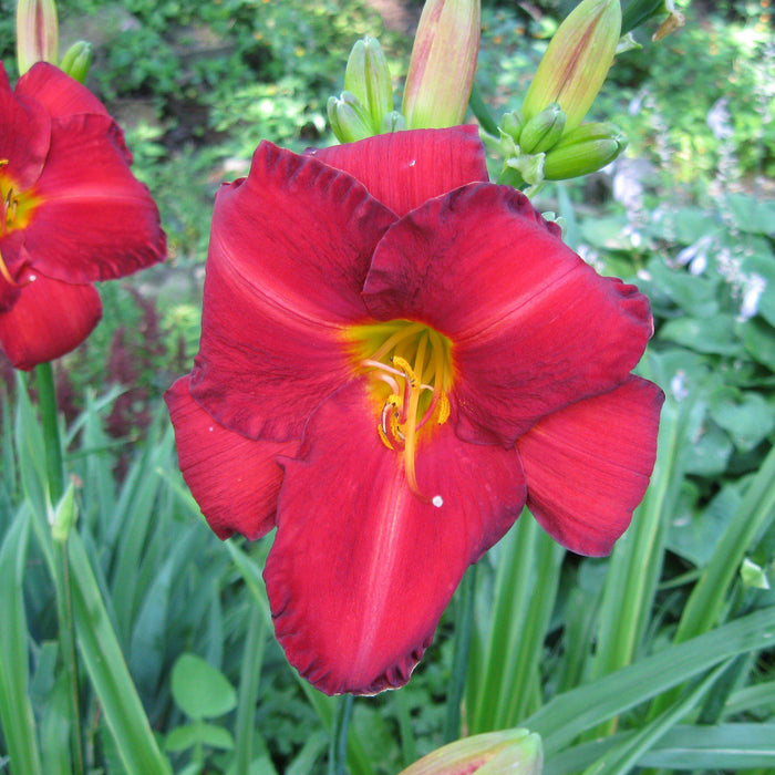Hemerocallis 'Chicago Apache'  - Chicago Apache Daylily - Shipped