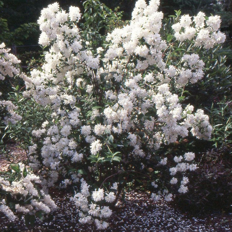 Buckleys Quill Mockorange - Shipped