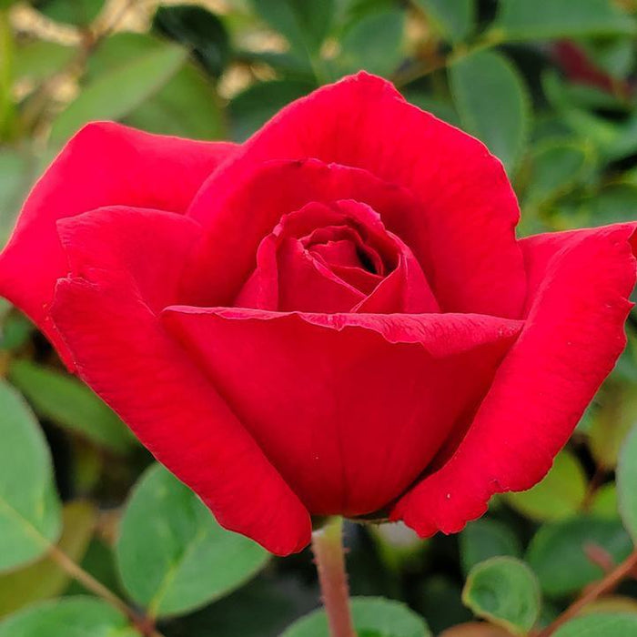 Rosa 'Baimir'  - Easy Elegance® Kashmir Rose - Shipped