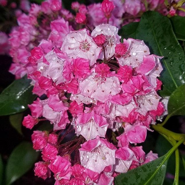 Carol Mountain Laurel - Shipped