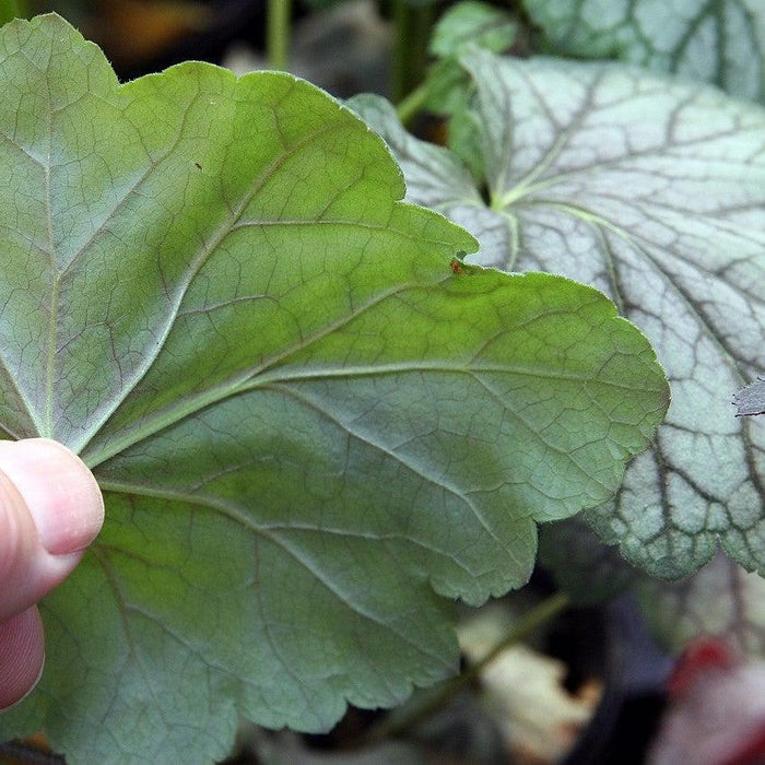 Heuchera americana 'Green Spice'  - Green Spice Coral Bells - Shipped