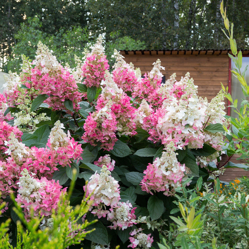 First Editions® Vanilla Strawberry™ Hydrangea - Shipped